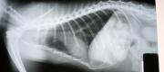 View the Album: veterinary
 8 albums