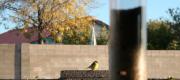 View the Album: Wildlife
 1 image